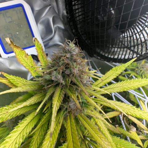 Blue Dream growlog timeline photo