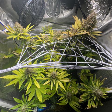 Blue Dream growlog timeline photo