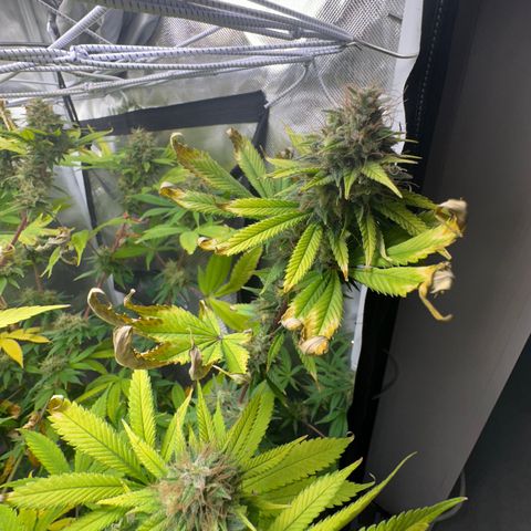 Blue Dream growlog timeline photo