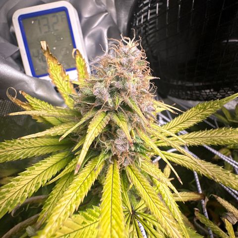 Blue Dream growlog timeline photo