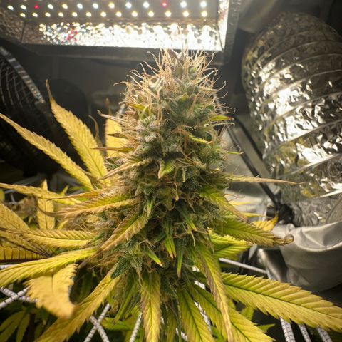 Blue Dream growlog timeline photo