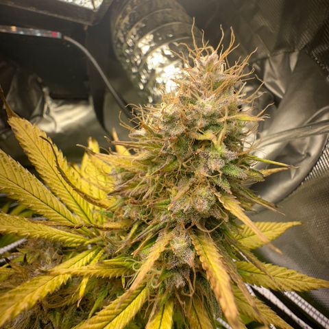 Blue Dream growlog timeline photo