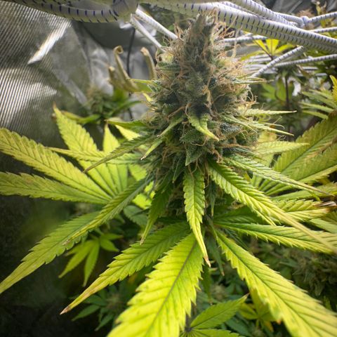 Blue Dream growlog timeline photo