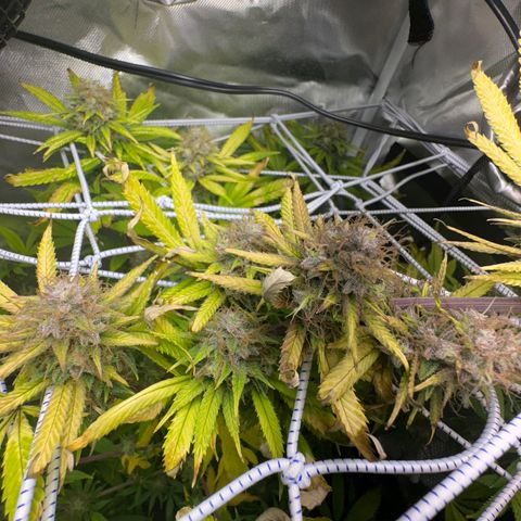 Blue Dream growlog timeline photo