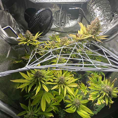 Blue Dream growlog timeline photo