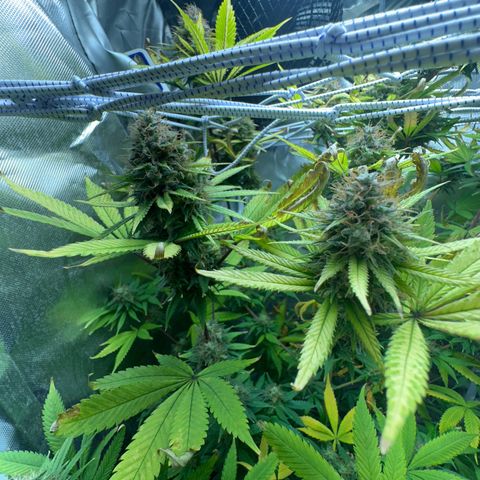 Blue Dream growlog timeline photo