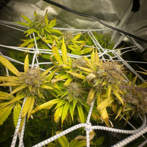 Blue Dream growlog timeline photo