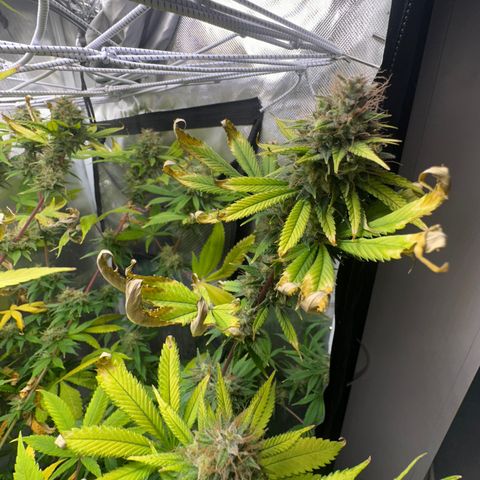 Blue Dream growlog timeline photo