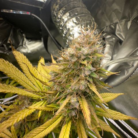 Blue Dream growlog timeline photo