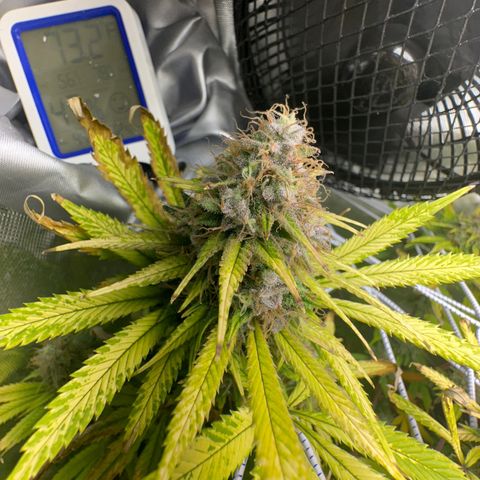 Blue Dream growlog timeline photo