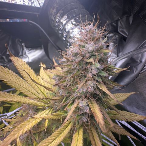 Blue Dream growlog timeline photo