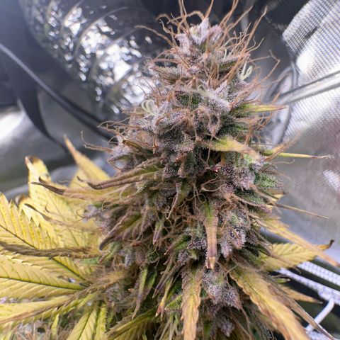 Blue Dream growlog timeline photo