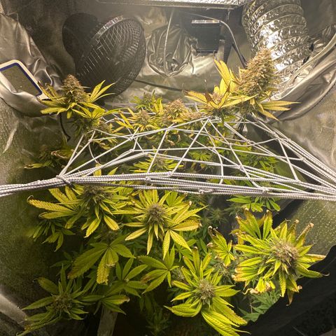 Blue Dream growlog timeline photo