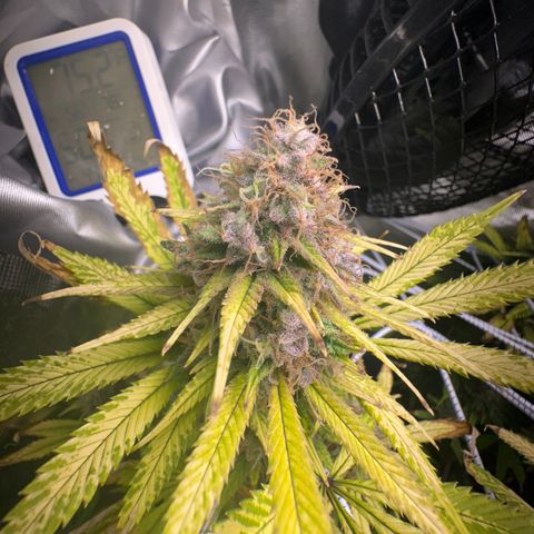 Blue Dream growlog timeline photo