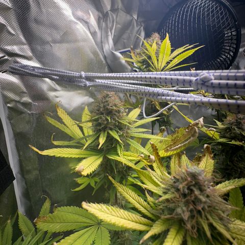 Blue Dream growlog timeline photo