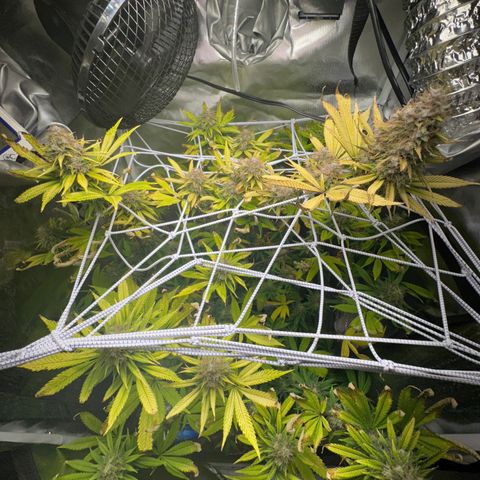 Blue Dream growlog timeline photo