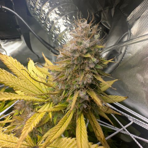 Blue Dream growlog timeline photo