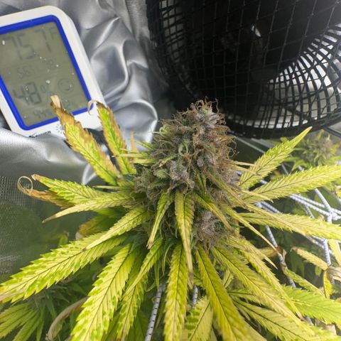 Blue Dream growlog timeline photo