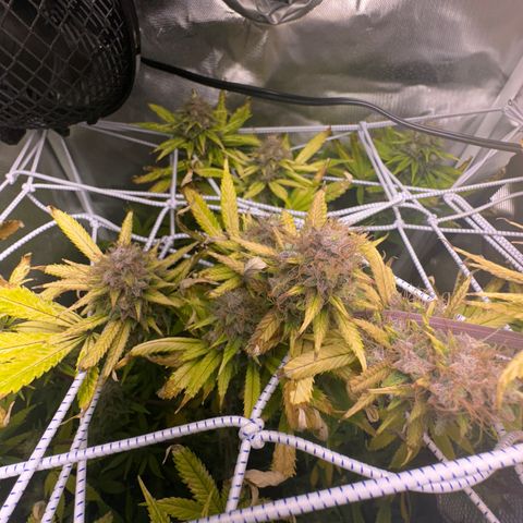 Blue Dream growlog timeline photo