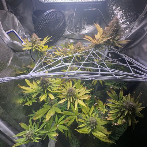 Blue Dream growlog timeline photo