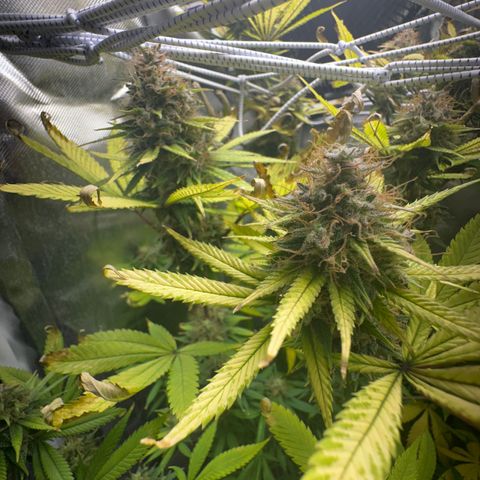 Blue Dream growlog timeline photo
