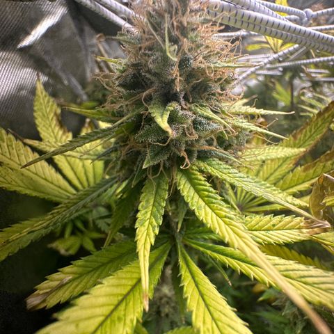 Blue Dream growlog timeline photo