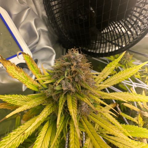 Blue Dream growlog timeline photo