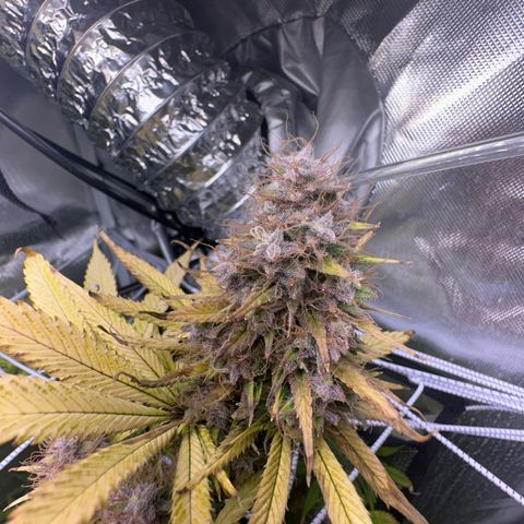 Blue Dream growlog timeline photo
