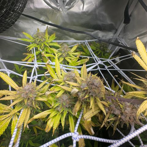Blue Dream growlog timeline photo
