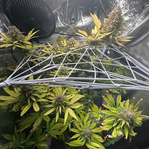 Blue Dream growlog timeline photo
