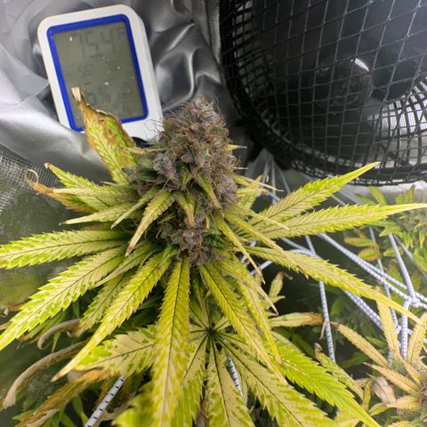 Blue Dream growlog timeline photo