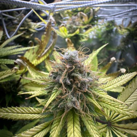 Blue Dream growlog timeline photo