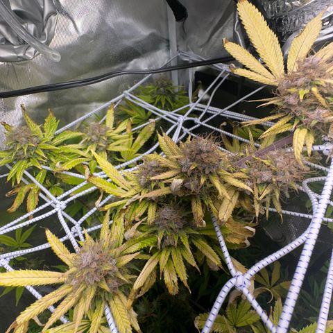 Blue Dream growlog timeline photo