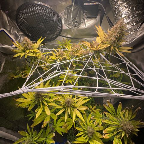 Blue Dream growlog timeline photo