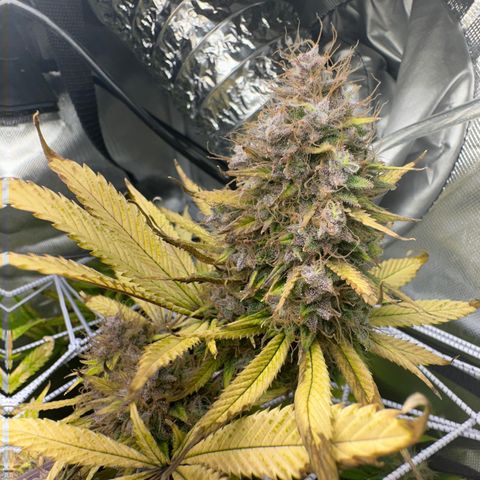 Blue Dream growlog timeline photo