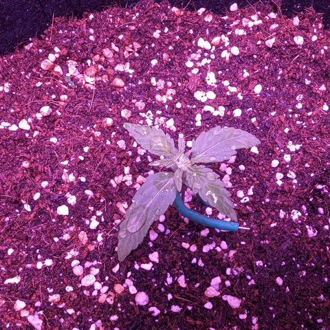 Orion F1 growlog timeline photo