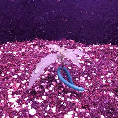 Orion F1 growlog timeline photo