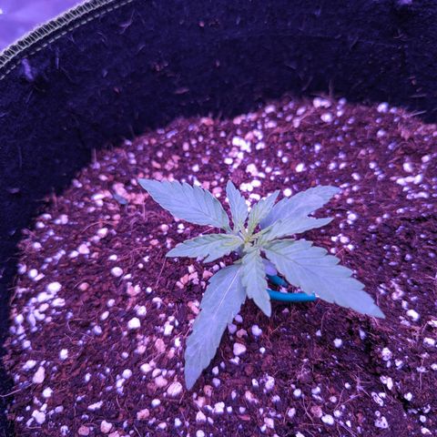 Orion F1 growlog timeline photo