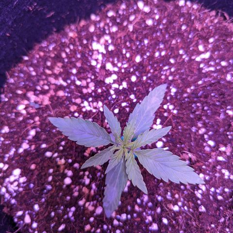 Orion F1 growlog timeline photo