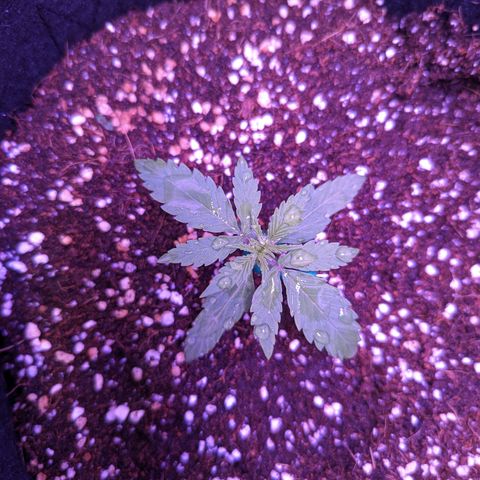 Orion F1 growlog timeline photo