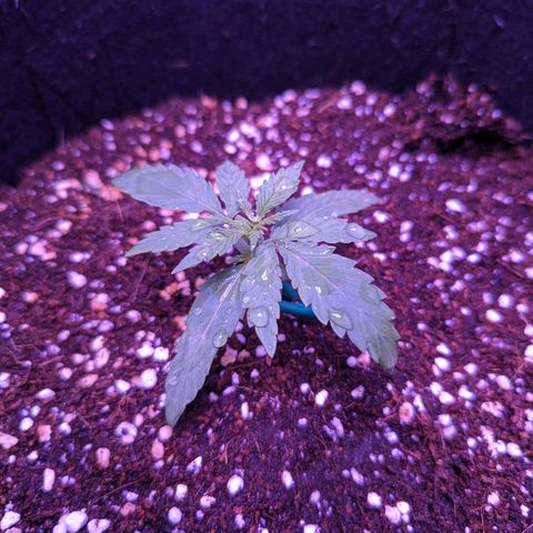 Orion F1 growlog timeline photo