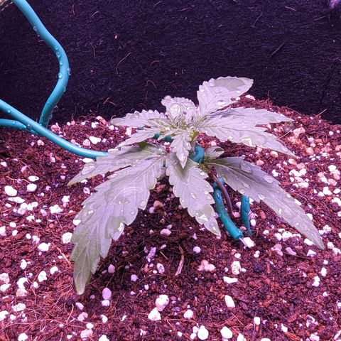 Orion F1 growlog timeline photo