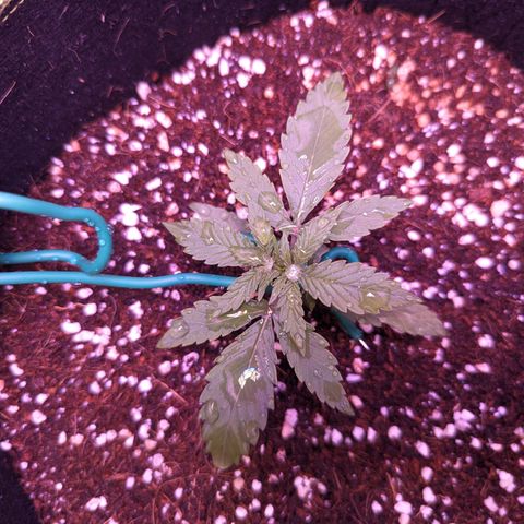 Orion F1 growlog timeline photo