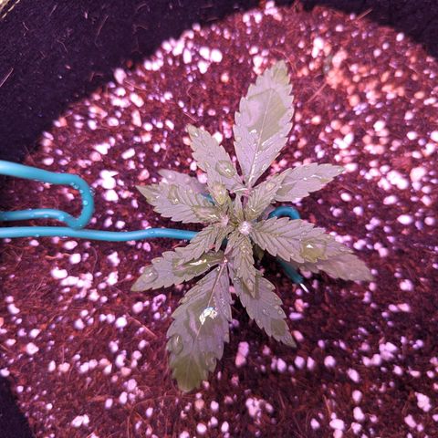 Orion F1 growlog timeline photo