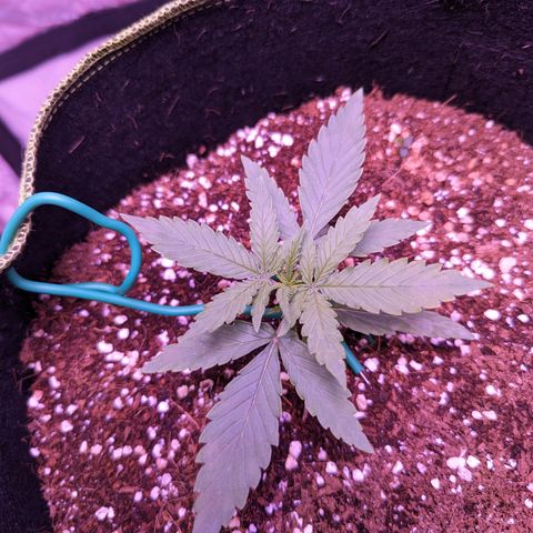 Orion F1 growlog timeline photo
