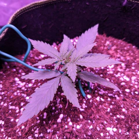 Orion F1 growlog timeline photo