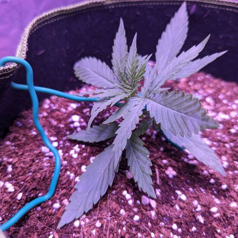 Orion F1 growlog timeline photo