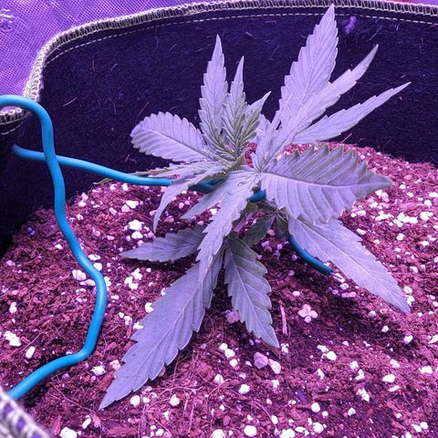 Orion F1 growlog timeline photo