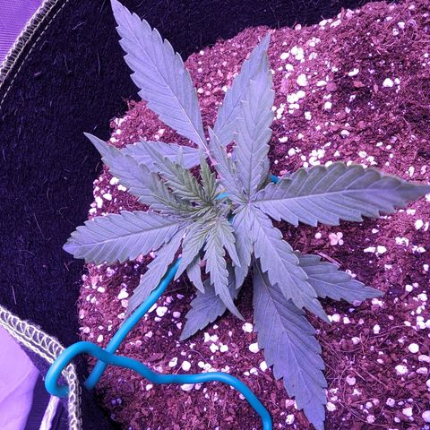 Orion F1 growlog timeline photo