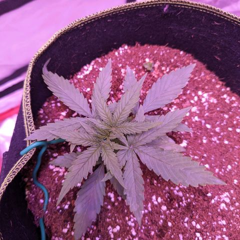 Orion F1 growlog timeline photo